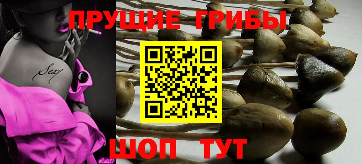 Псилоцибиновые грибы мицелий  Галлюциногенные грибы GOLDEN TEACHER  Вход с VPN  Алексеевка 